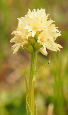 Nigritella rhellicani, Gewöhnliches Kohlröschen, Salzburg