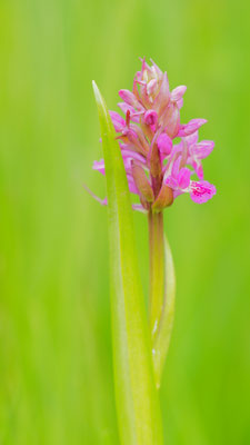 Dactylorhiza incarnata ssp. incarnata, Fleischfarbene Fingerwurz, Salzburg
