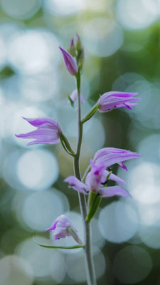 Cephalanthera rubra, Rotes Waldvöglein, Kroatien