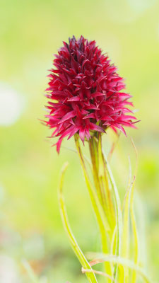 Nigritella austriaca, Österreichisches Kohlröschen, Italien