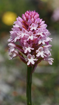 Anacamptis pyramidalis var. serotina, Spätblühende Pyramiden-Hundswurz