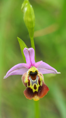 Ophrys samia