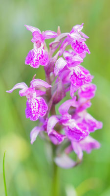 Dactylorhiza fuchsii x Dactylorhiza majalis = Dactylorhiza braunii, Steiermark