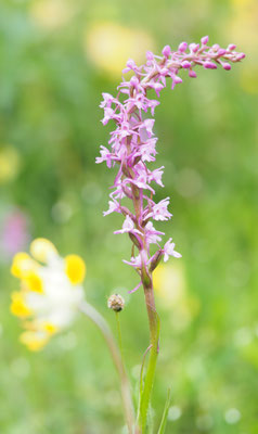 Gymnadenia conopsea, Mücken-Händelwurz, Oberösterreich