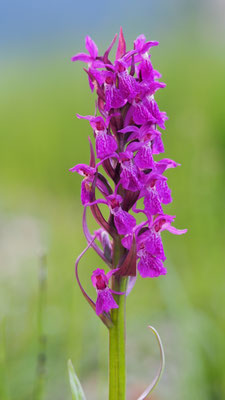 Dactylorhiza majalis, Breitblättrige Fingerwurz, Steiermark