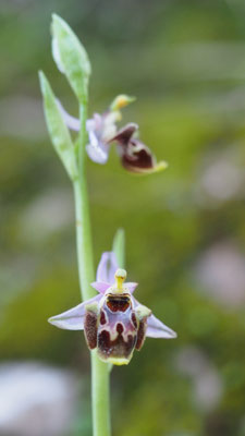Ophrys umbilicata, Nabel Ragwurz