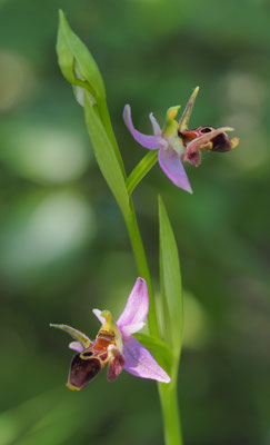Ophrys scolopax ssp. cornuta, Kleine Gehörnte Ragwurz, Montenegro