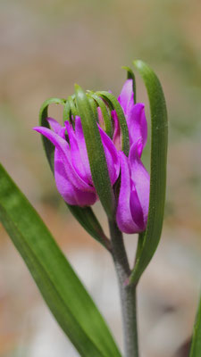 Cephalanthera rubra, Rotes Waldvöglein, Kroatien