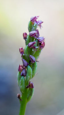 Neotinea maculata, Keuschorchis
