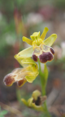 Ophrys pelinaea, Pelinäische Ragwurz