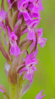 Dactylorhiza majalis, Breitblättrige Fingerwurz, Kärnten