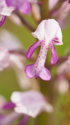 Orchis militaris, Helm-Knabenkraut, Wien