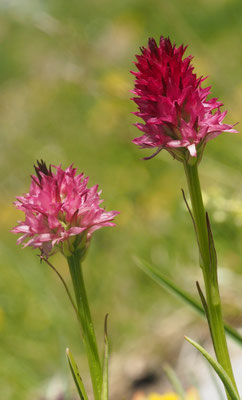 Nigritella rubra, Rotes Kohlröschen, Steiermark