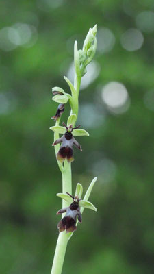 Ophrys insectifera, Fliegen Ragwuz, Oberösterreich