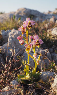 Ophrys tenthredinifera var. villosa, Behaarte Wespen-Ragwurz, Griechenland