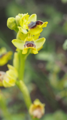 Ophrys galilaea, Galiläa Ragwurz