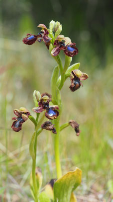 Ophrys speculum var. orientalis, Östliche Spiegel Ragwurz, Rhodos