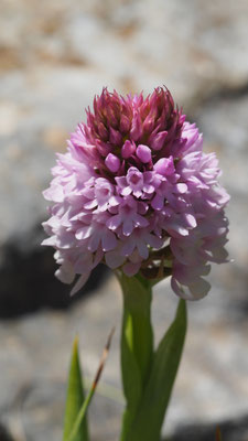 Anacamptis pyramidalis ssp. serotina, Spätblühende Pyramiden Hundswurz, Chios