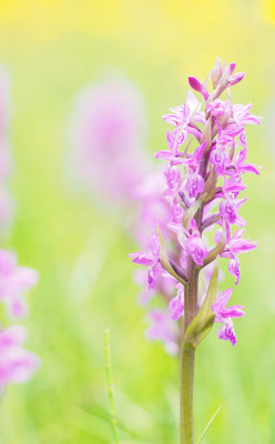 Dactylorhiza majalis, Breitblättrige Fingerwurz, Oberösterreich