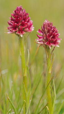 Nigritella rhellicani, Gewöhnliches Kohlröschen, Südtirol