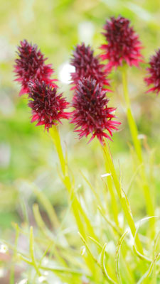 Nigritella rhellicani, Gewöhnliches Kohlröschen, Südtirol