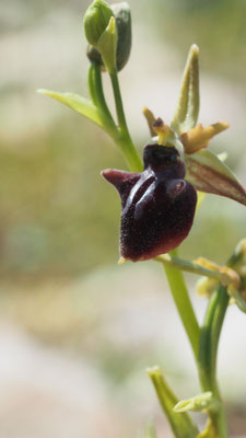 Ophrys monolithia