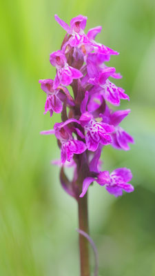 Dactylorhiza majalis, Breitblättrige Fingerwurz, Steiermark
