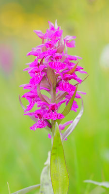 Dactylorhiza majalis, Breitblättrige Fingerwurz, Kärnten