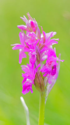 Dactylorhiza majalis, Breitblättrige Fingerwurz, Salzburg