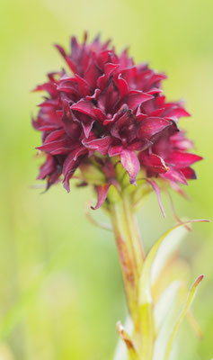 Nigritella rhellicani, Gewöhnliches Kohlröschen, Salzburg