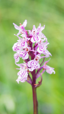 Dactylorhiza fuchsii, Fuchs-Fingerwurz, Steiermark