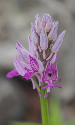 Orchis simia x Orchis militaris = Orchis beyrichii