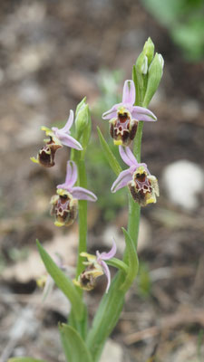 Ophrys episcopalis, Bischofs Ragwurz