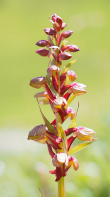 Coeloglossum viride, Grüne Hohlzunge, Südtirol