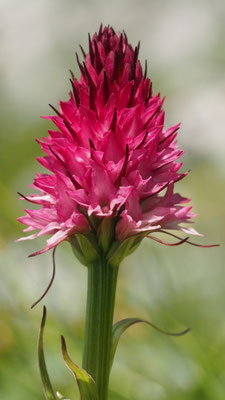 Nigritella bicolor, Zweifarben-Kohlröschen, Steiermark