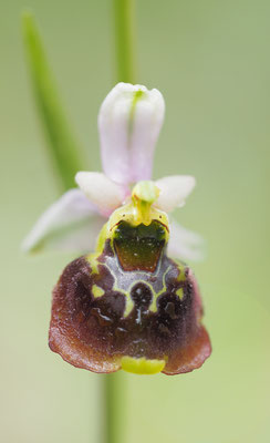 Ophrys holoserica, Hummel-Ragwurz, Kroatien