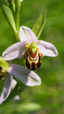 Ophrys apifera, Bienen Ragwurz