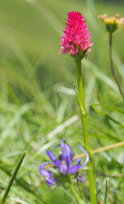 Nigritella minor, Kleines Kohlröschen, Steiermark