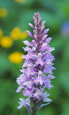 Dactylorhiza fuchsii, Fuchs-Fingerwurz, Steiermark