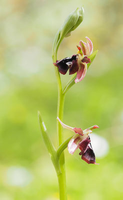 Ophrys reinholdii, Reinholds Ragwurz, Griechenland