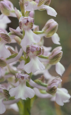 Anacamptis morio, Klein-Hundswurz, Montenegro