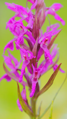 Dactylorhiza ?, Salzburg