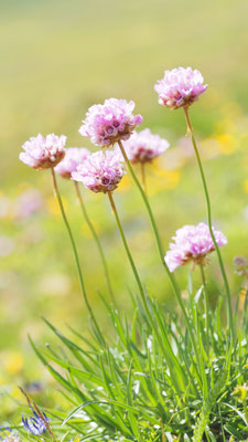 Österreich, Alpen-Grasnelke, Armeria alpina