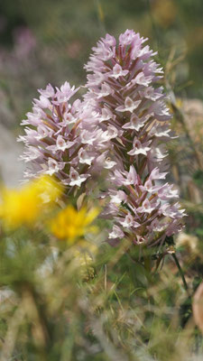 Anacamptis pyramidalis ssp. serotina, Spätblühende Pyramiden Hundswurz, Chios