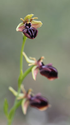 Ophrys herae, Hera Ragwurz
