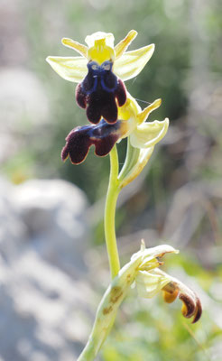 Ophrys iricolor, Regenbogen-Ragwurz, Griechenland