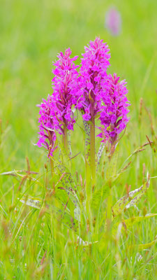 Dactylorhiza majalis, Breitblättrige Fingerwurz, Kärnten