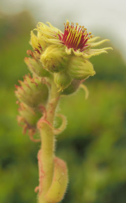 Salzburg, Wulfen-Hauswurz, Sempervivum wulfenii 
