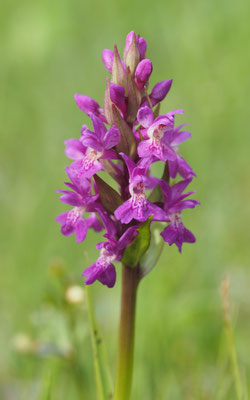 Dactylorhiza majalis, Breitblättrige Fingerwurz, Salzburg