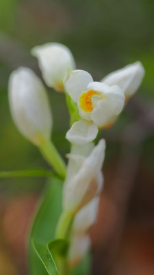 Cephalanthera damasonium, Breitblatt-Waldvöglein, Kroatien